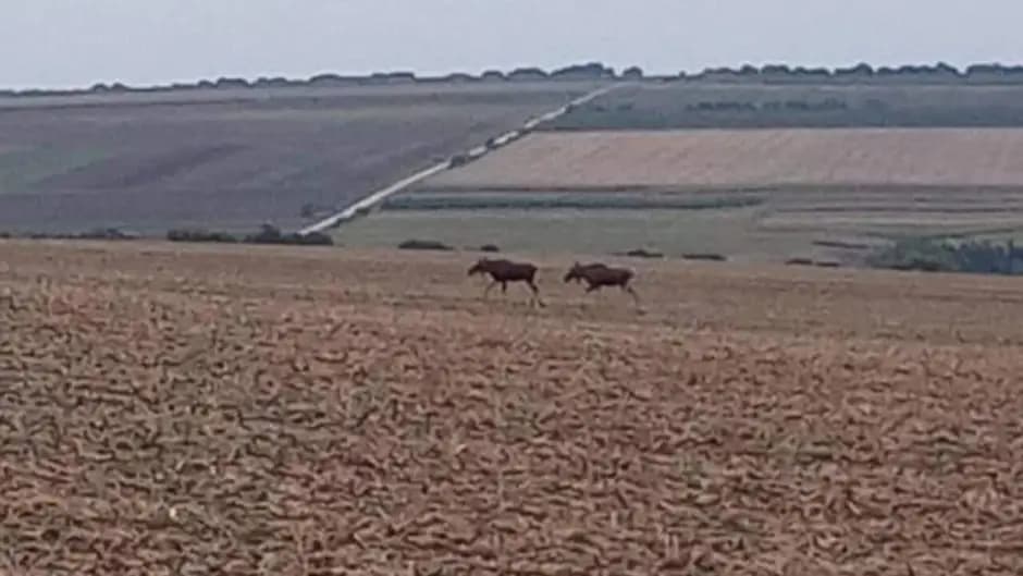 VIDEO/ O pereche de elani au fost văzuți pe câmpurile de la Drochia