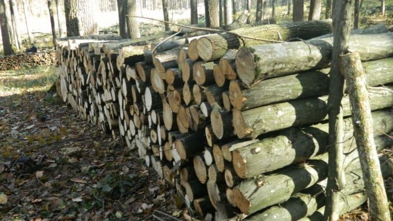 Se lansează linia verde despre stocurile de lemne