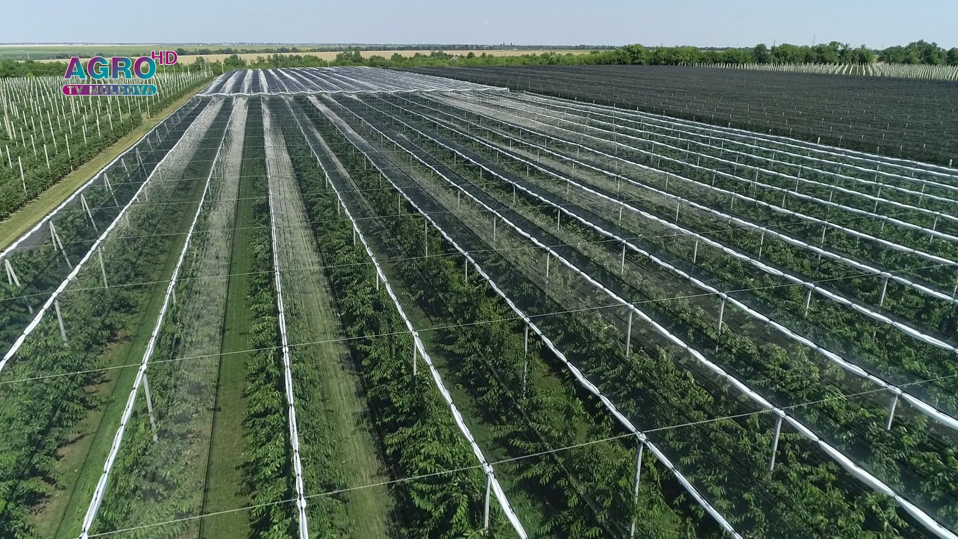 Managementul fertilizării plantațiilor pomicole
