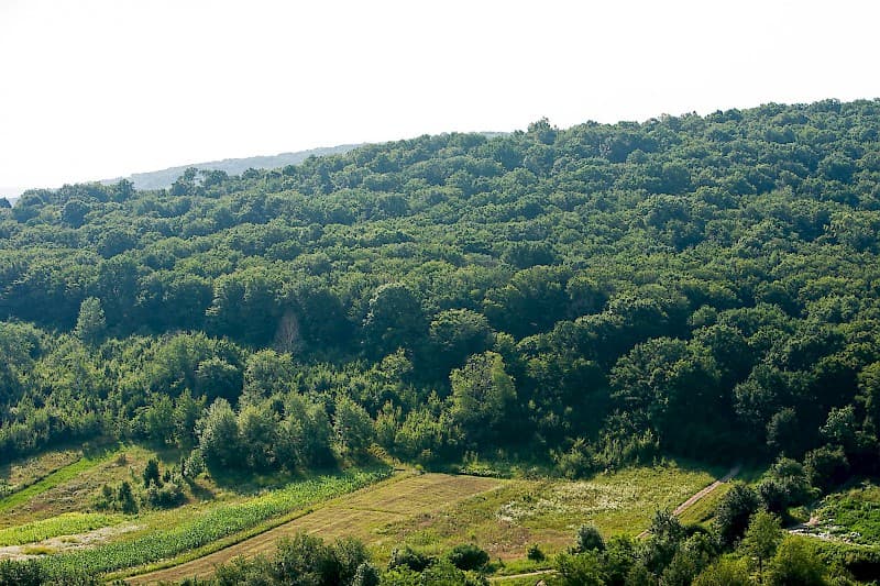 Eforturi consistente pentru fondul forestier – eșuate