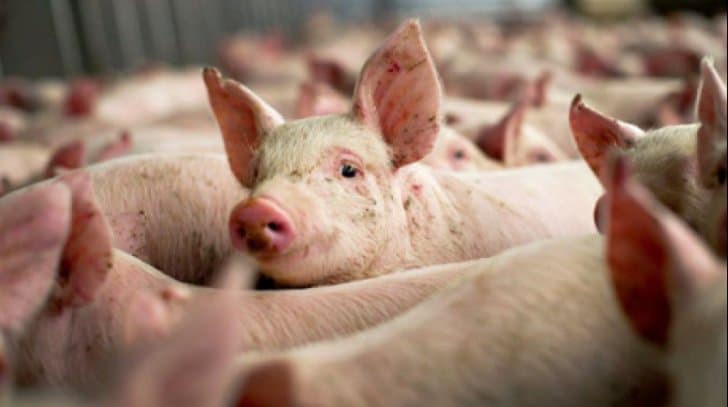 Toate focarele de pestă porcină africană au fost nimicite în Moldova
