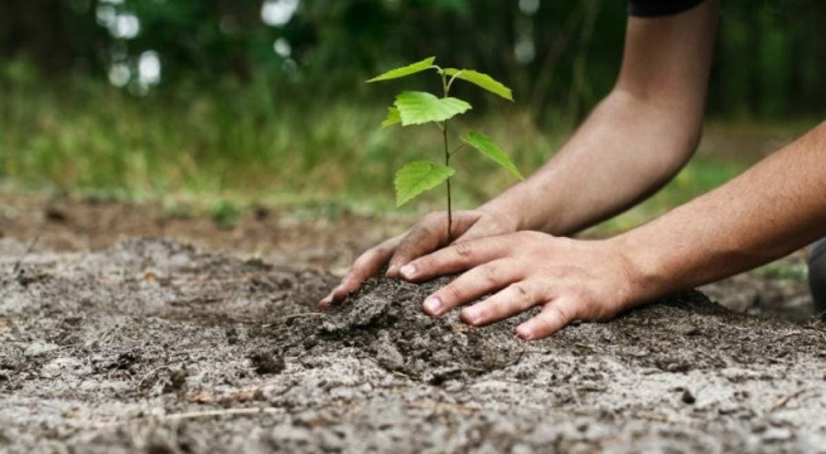Plantarea arborilor, amânată pentru 15 martie din cauza condițiilor meteo nefavorabile