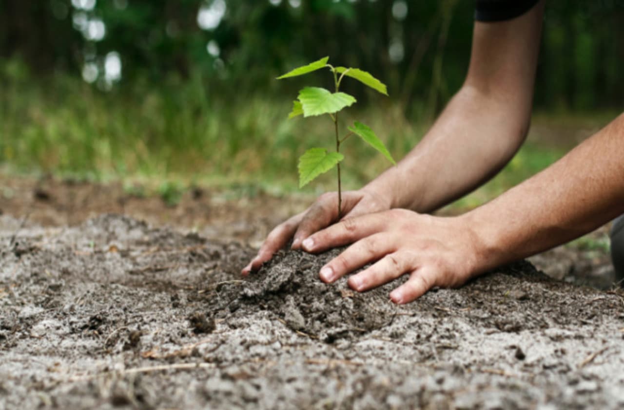 Peste 63 mii de hectare de păduri degradate vor fi reabilitate în Moldova cu sprijinul UE