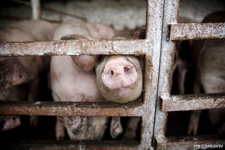 ALERTĂ! Au fost înregistrate patru focare de pestă porcină africană