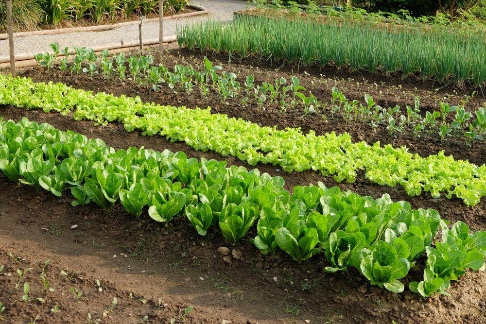 Legume care pot fi cultivate pe o suprafață mică de teren