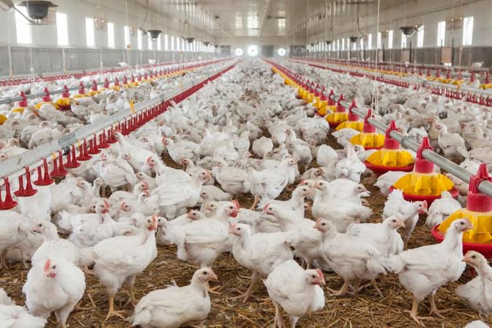 Fermierii moldoveni planifică să înființeze ferme ECO de păsări