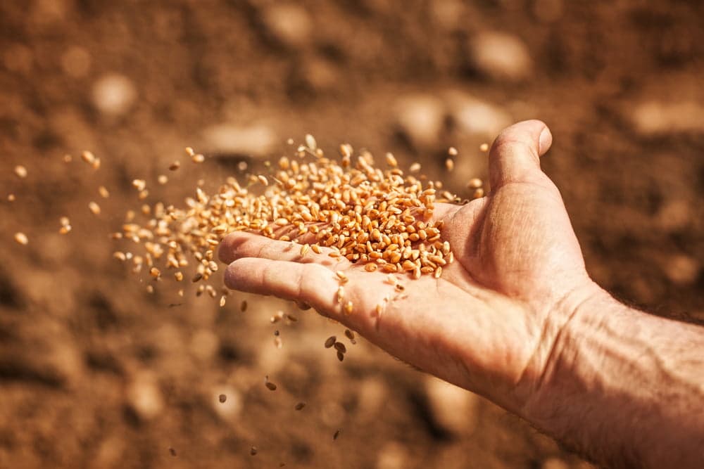 Atenție, agricultori! Aveți grijă la procurarea semințelor