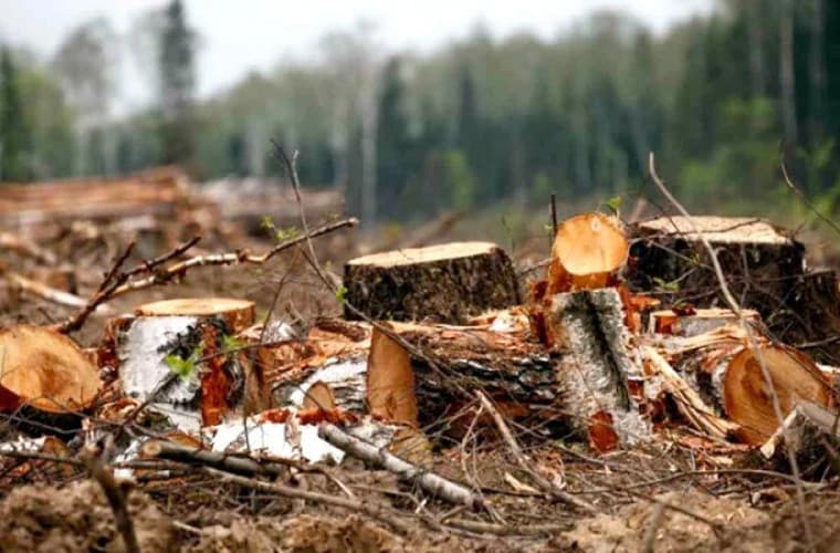 Tăieri ilegale de arbori depistate la Dondușeni. Prejudicii de peste 110 mii de lei