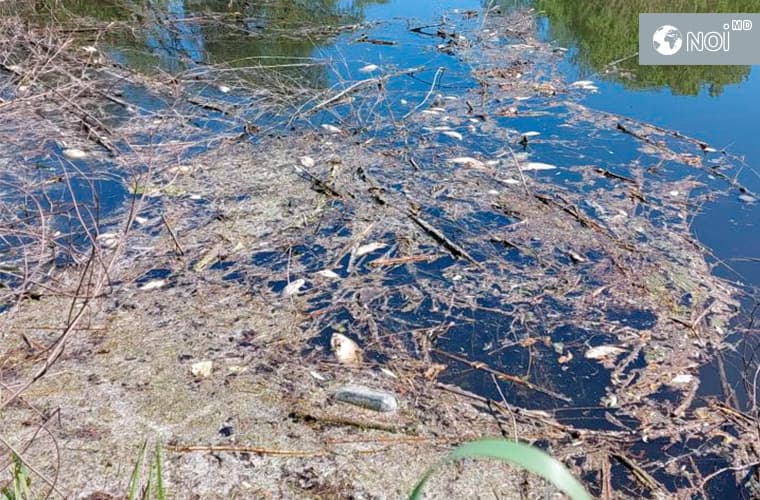 ECODAVA atenționează asupra problemei ecologice de pe rîul Bîc