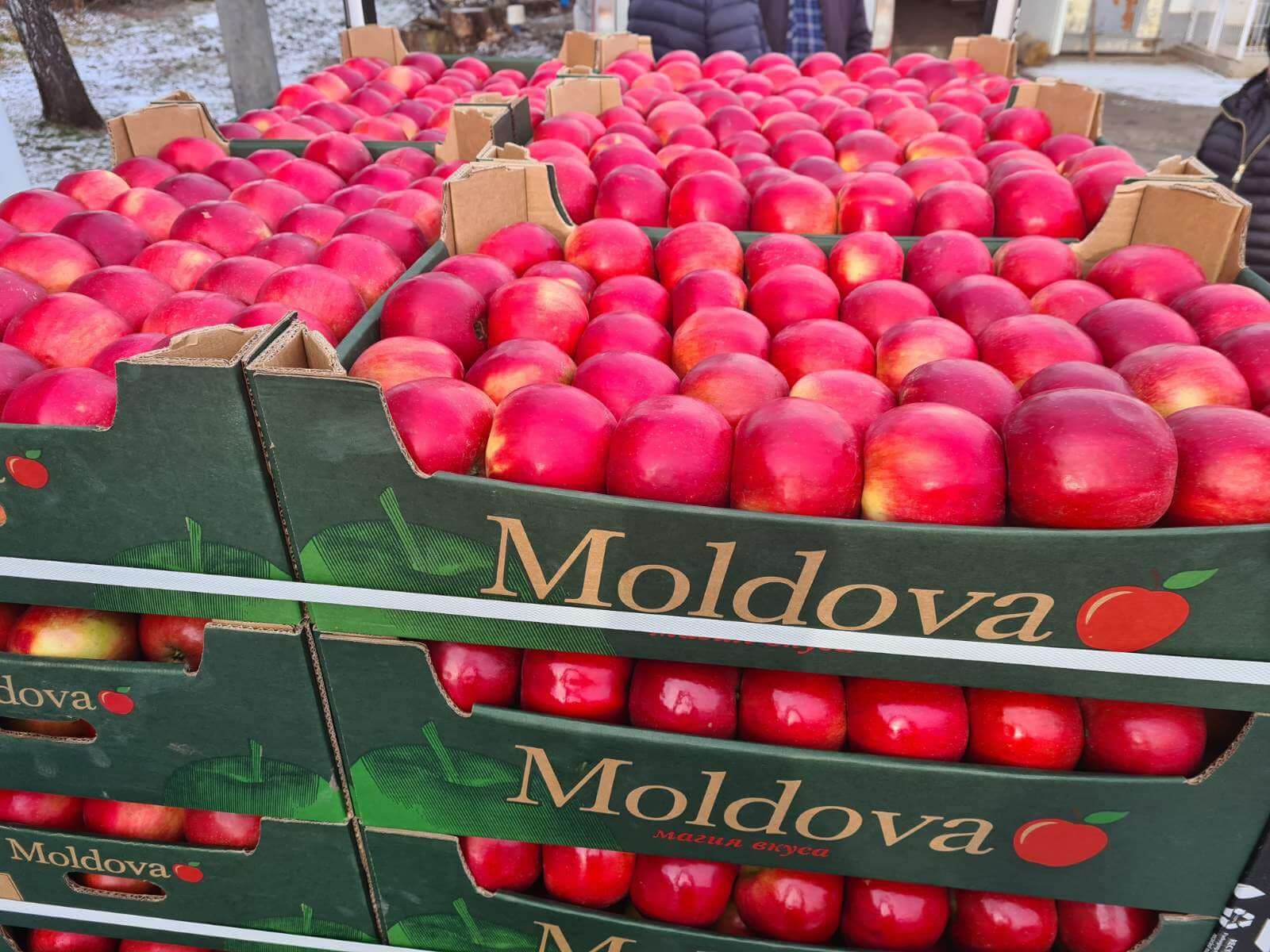 Exporturile de mere moldovenești în decembrie – cele mai mici din ultimii cinci ani