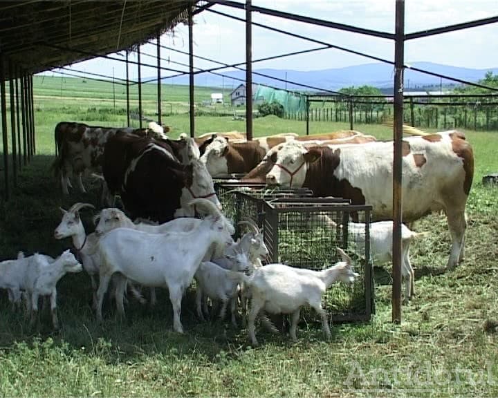 Evoluția producției agricole în 2024: Scăderi vegetale și creșteri animaliere