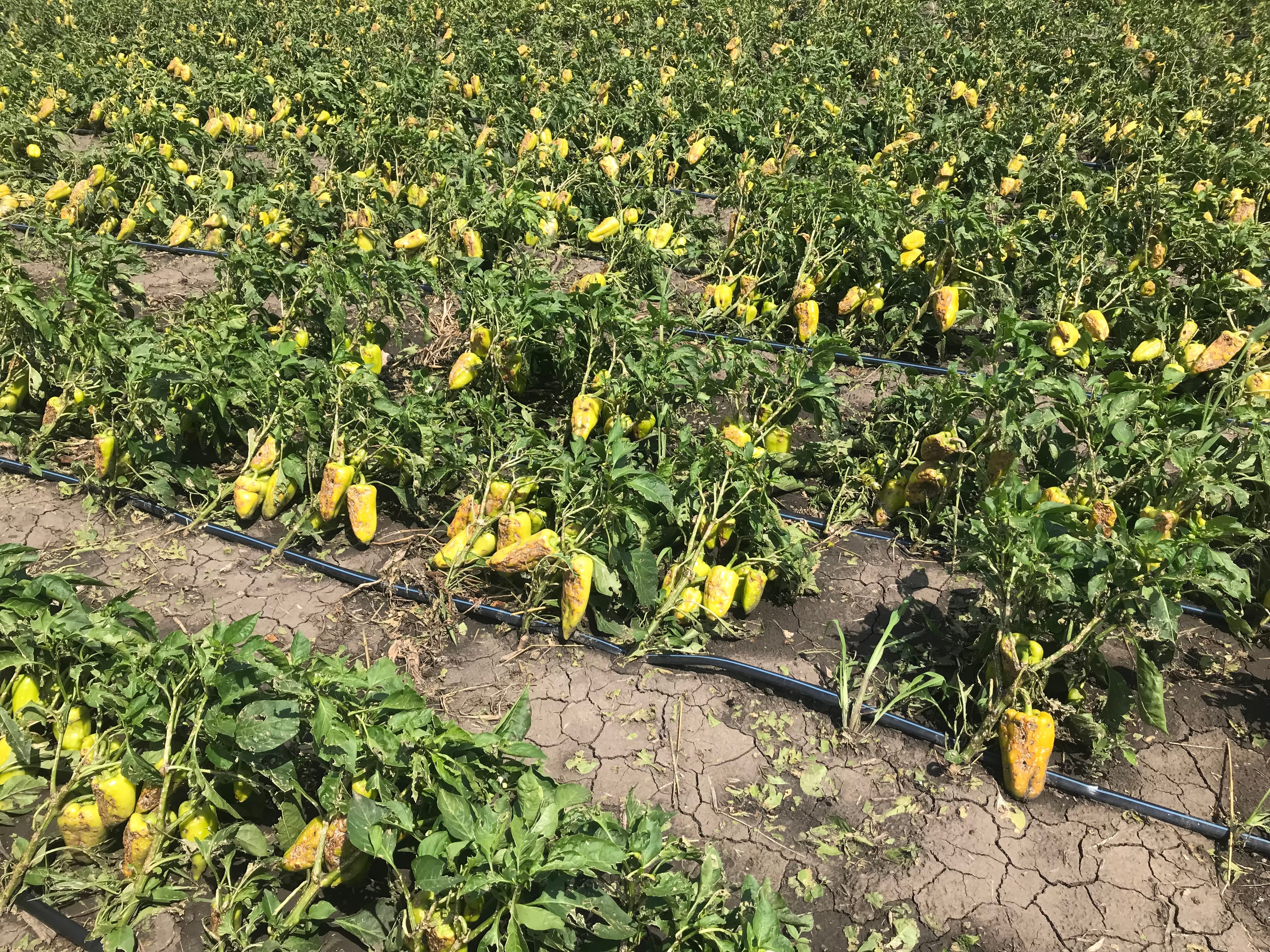Mai multe culturi agricole din satul Alexăndreni, afectate de intemperii