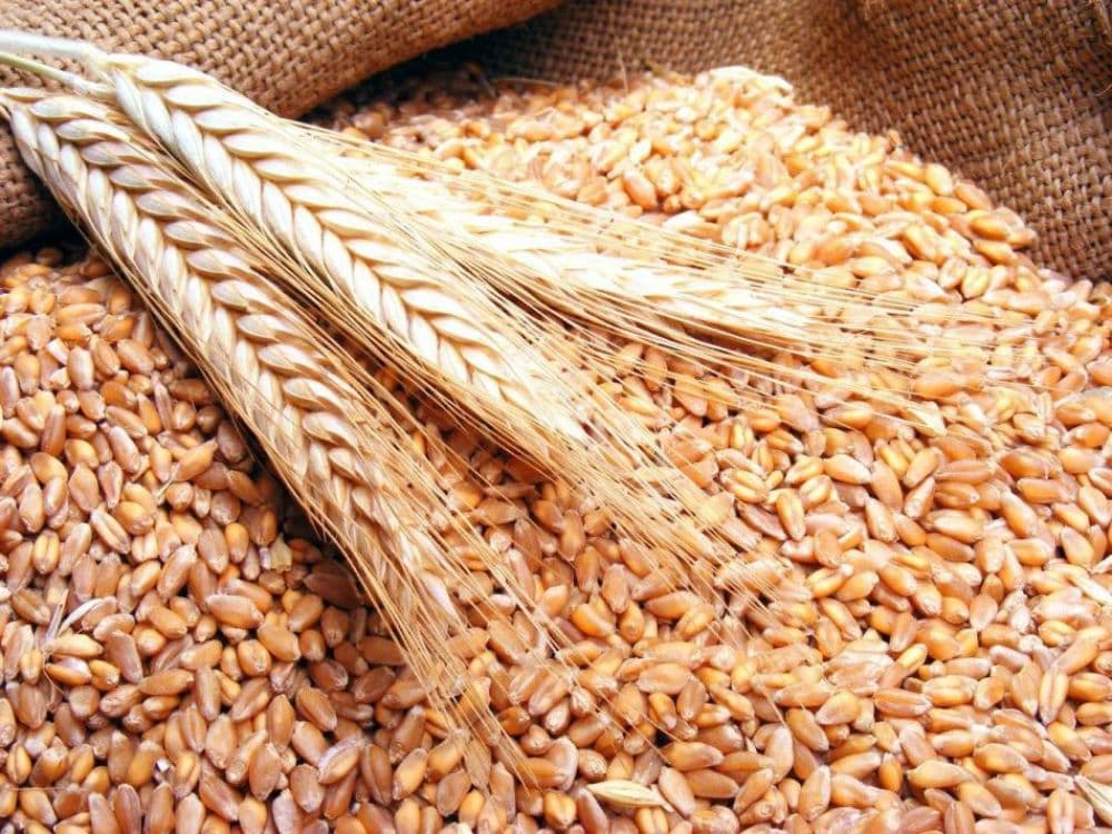 UE va deveni cel mai mare producător de grâu pe plan global