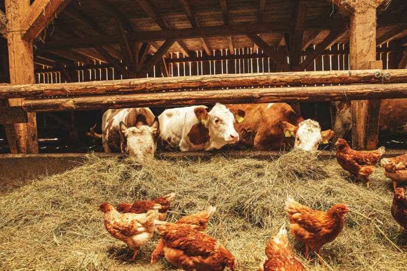 Reguli privind creșterea animalelor și păsărilor în gospodăriile particulare: Ce trebuie să știi pentru a evita amenzile