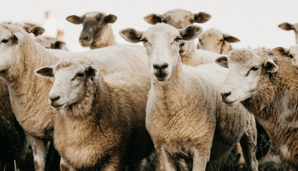 Oierii din România nu vor să-și vaccineze animalele! Care sunt motivele?