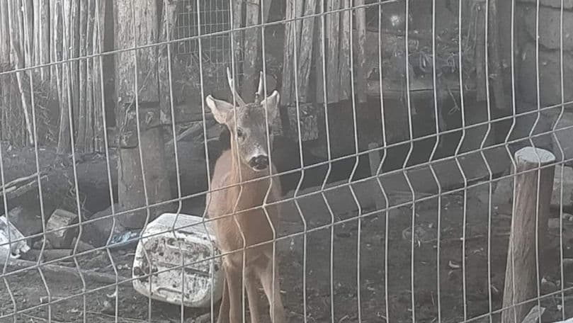 Zi norocoasă pentru puiul de căprior salvat la Orhei