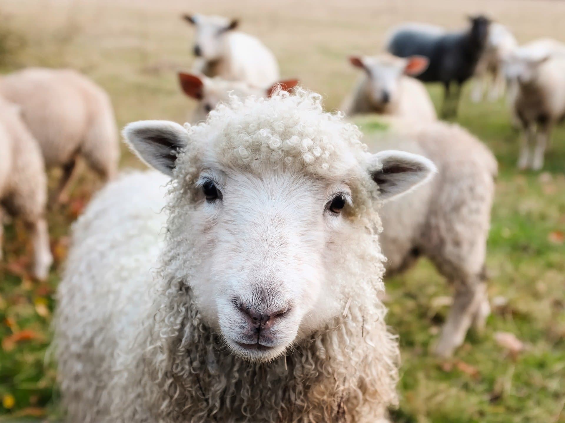 Record de animale la Cernăuți: Creștere impresionantă a numărului de porci, oi și capre