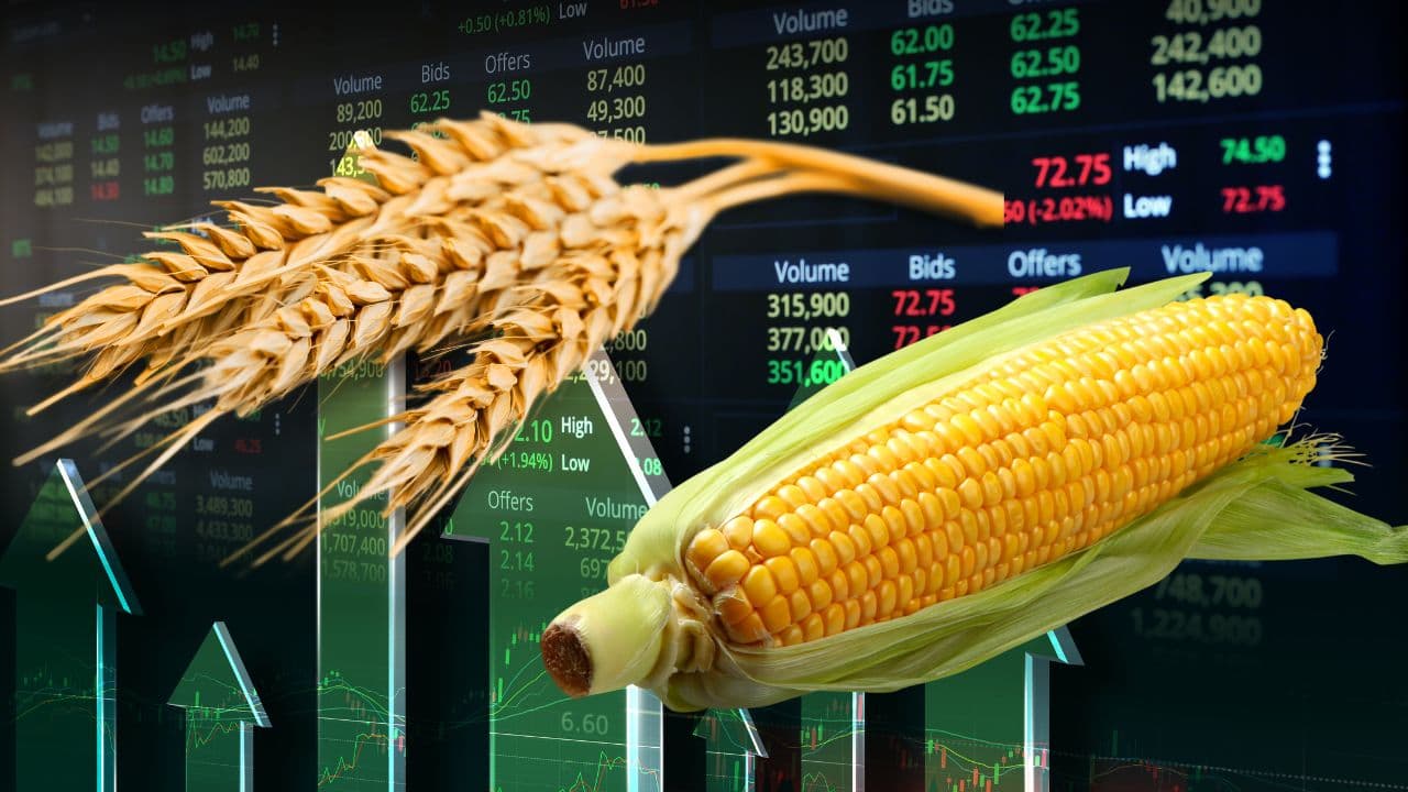 Prețurile cerealelor sunt într-o scădere semnificativă pe piețele europene și americane