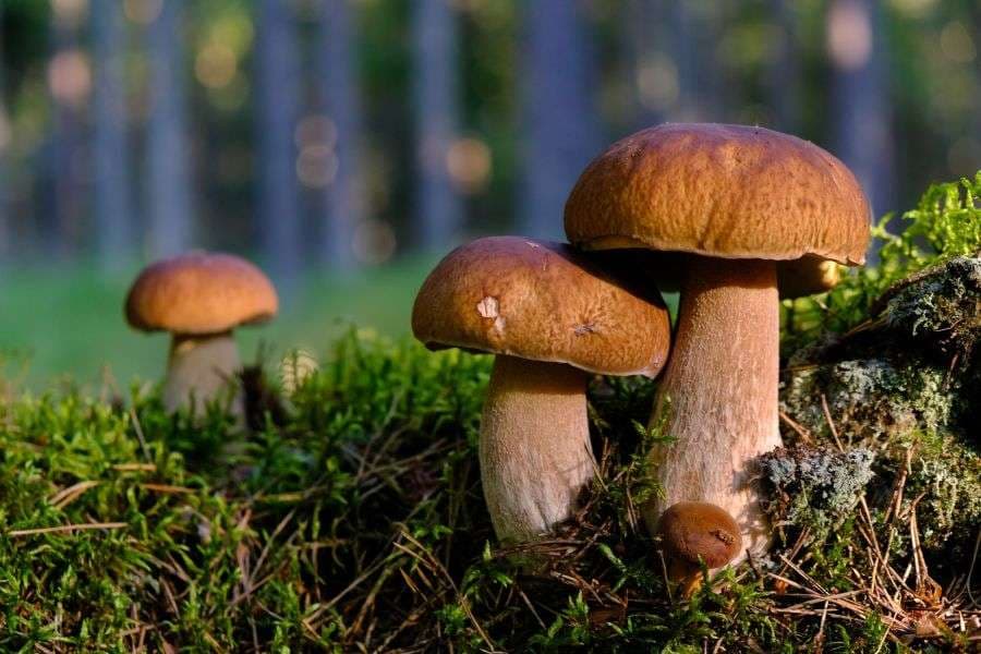 Cererea de ciuperci shiitake crește în Europa datorită sărbătorilor, iar prețurile urcă