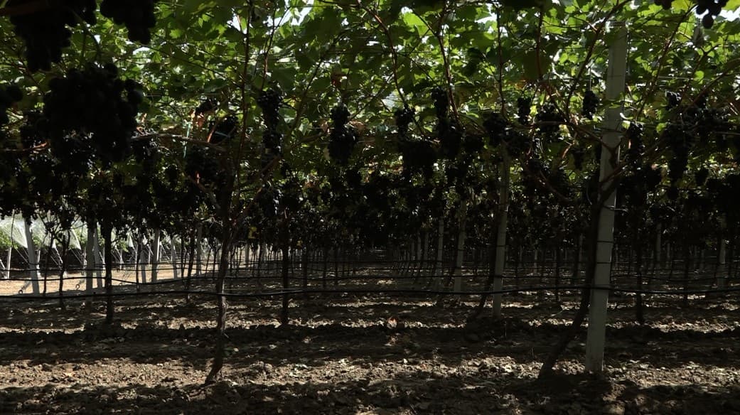 Agricultura 4.0. – Sistemul Pergola și tehnologiile moderne de producere a strugurilor de masă