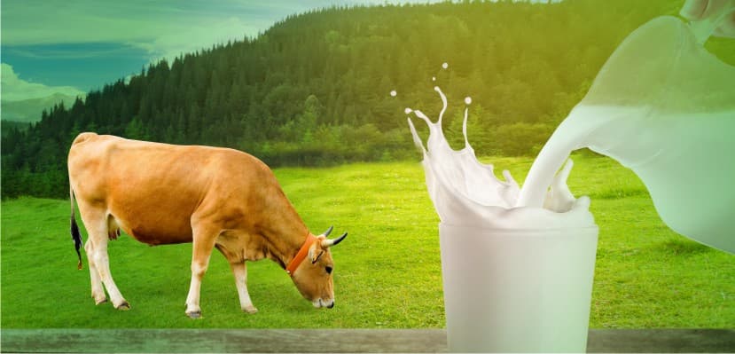Investiții în agricultura: Granturi pentru ferme de bovine de lapte
