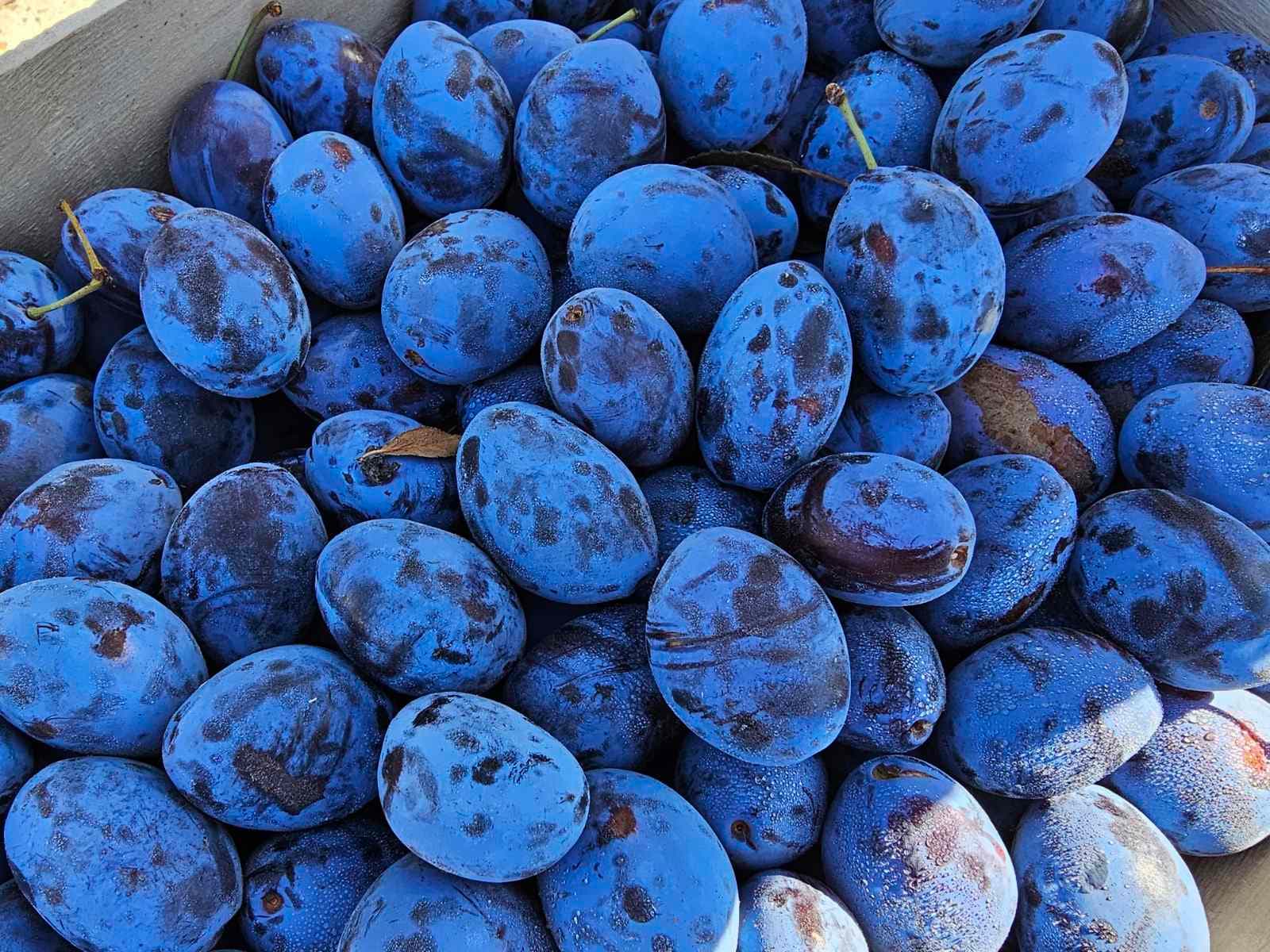 Festivalul Prunei la Nisporeni: O sărbătoare a reușitelor agricole