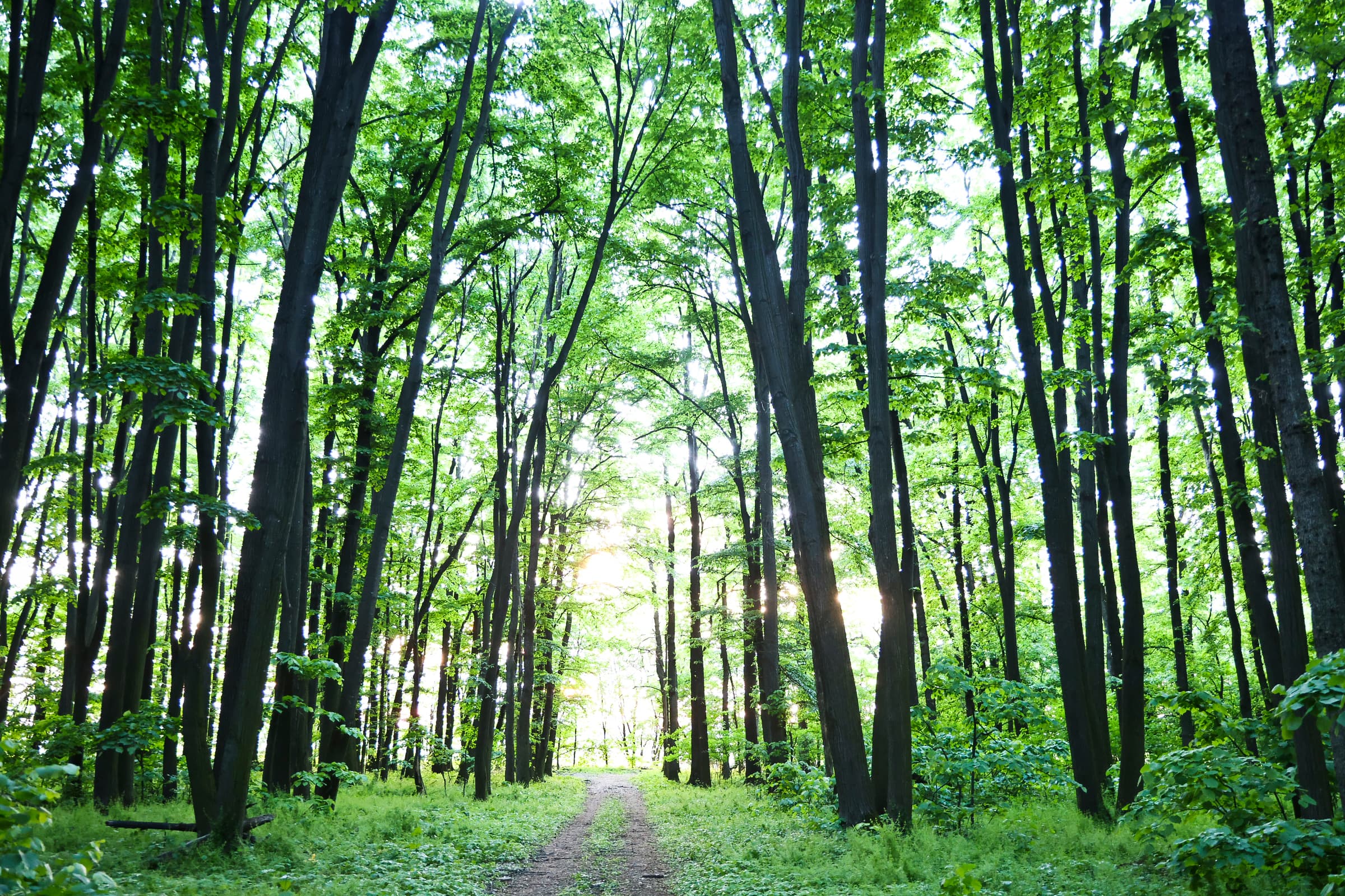 Silvicultură la feminin: Promovarea rolului femeilor în sectorul forestier din Moldova