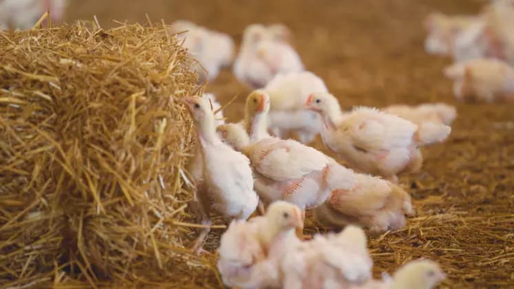 Provocări în piața globală de carne de pasăre