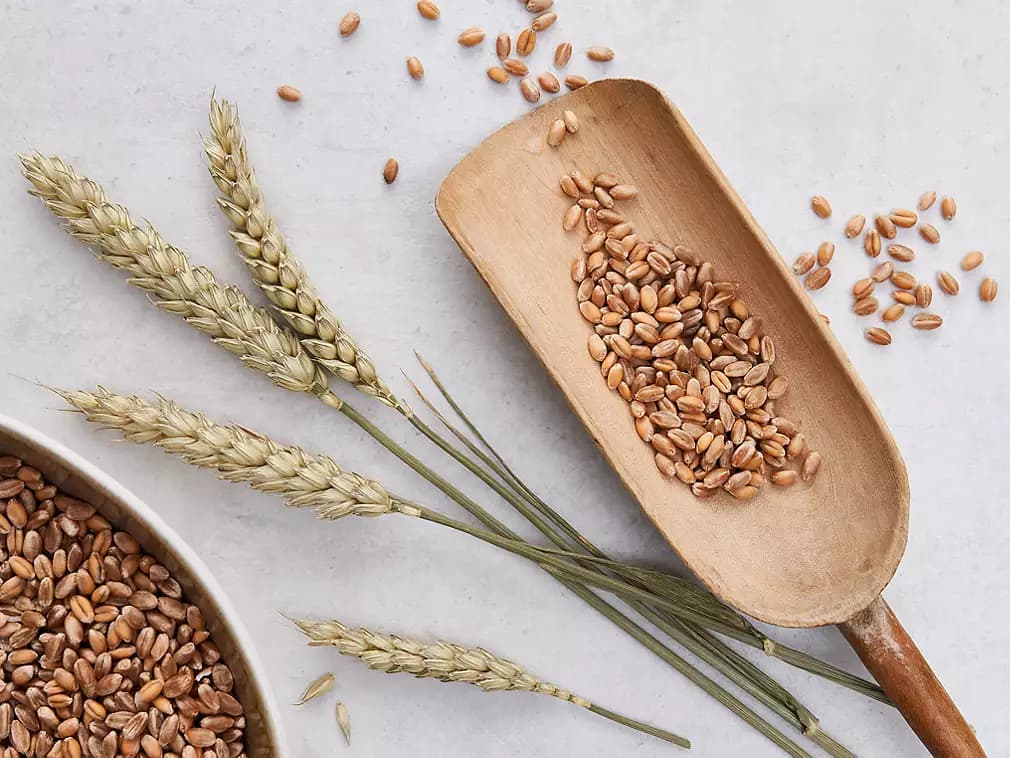 Grâu fără gluten, noi speranțe pentru persoanele cu boala celiacă