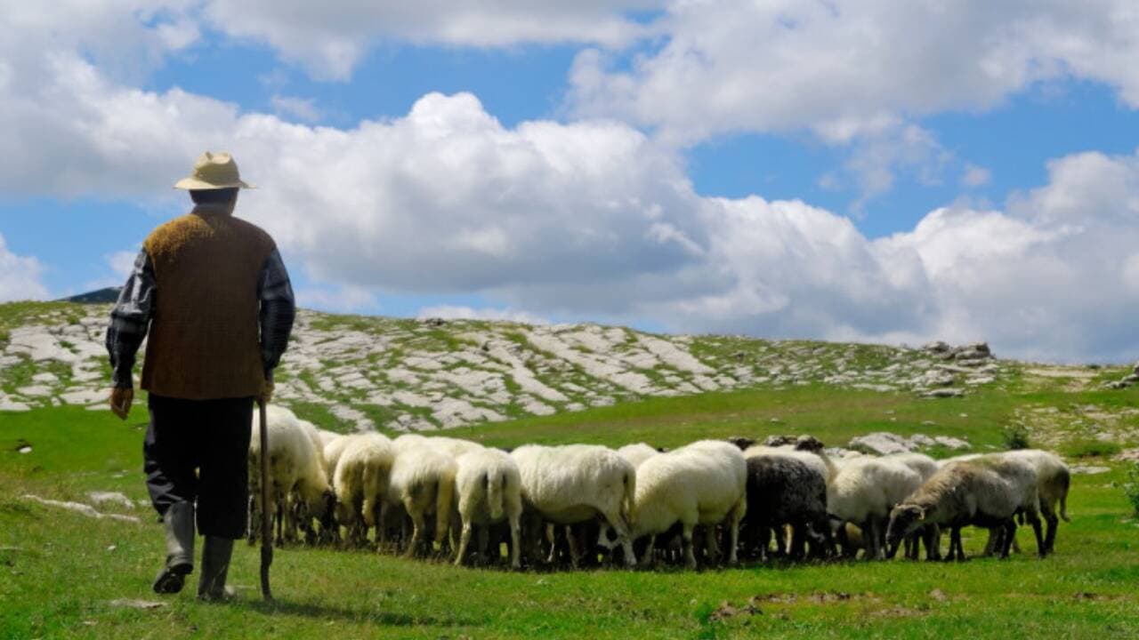 Un oier din România a ajuns în lacrimi. Întregul efectiv de animale i-a fost sacrificat