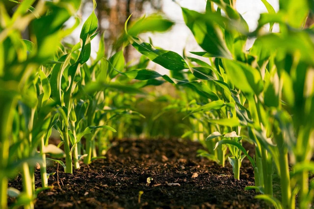 Fermierii se pot adapta la schimbările climatice prin trecerea la practici sustenabile