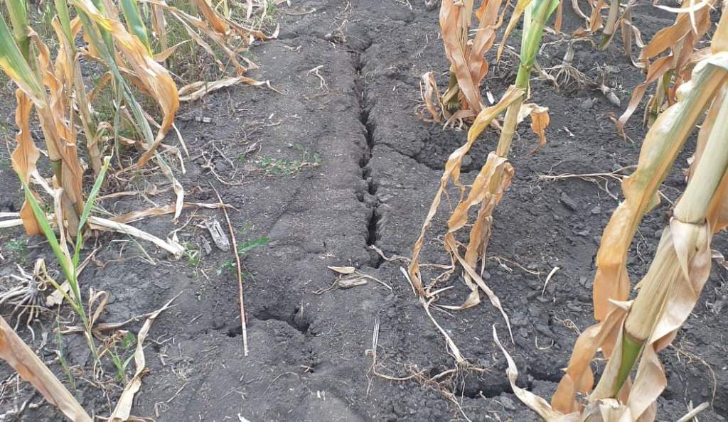 Problemele agricultorilor din Republica Moldova, departe de a fi rezolvate