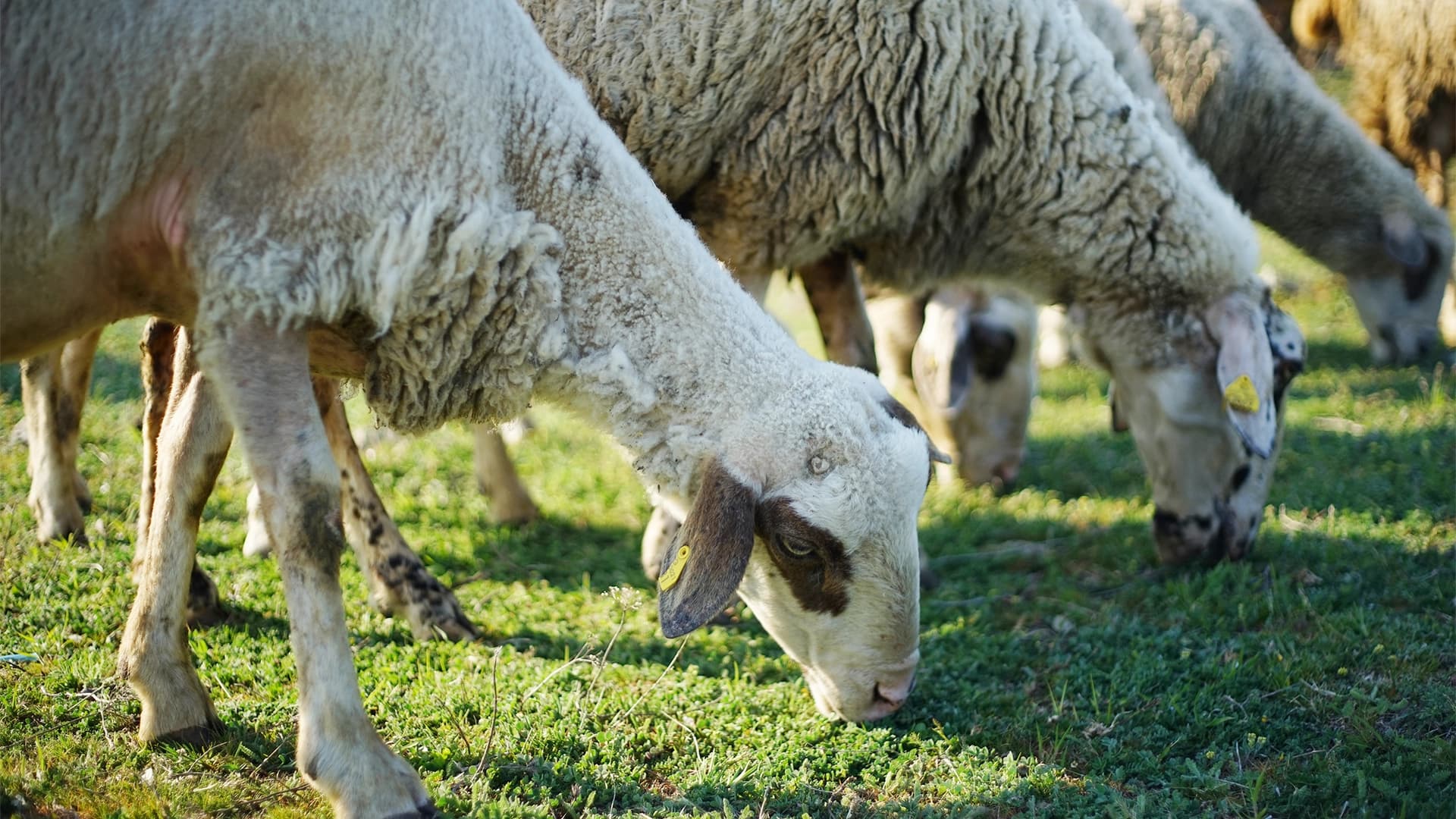 Scădere semnificativă a efectivelor de ovine și caprine în România