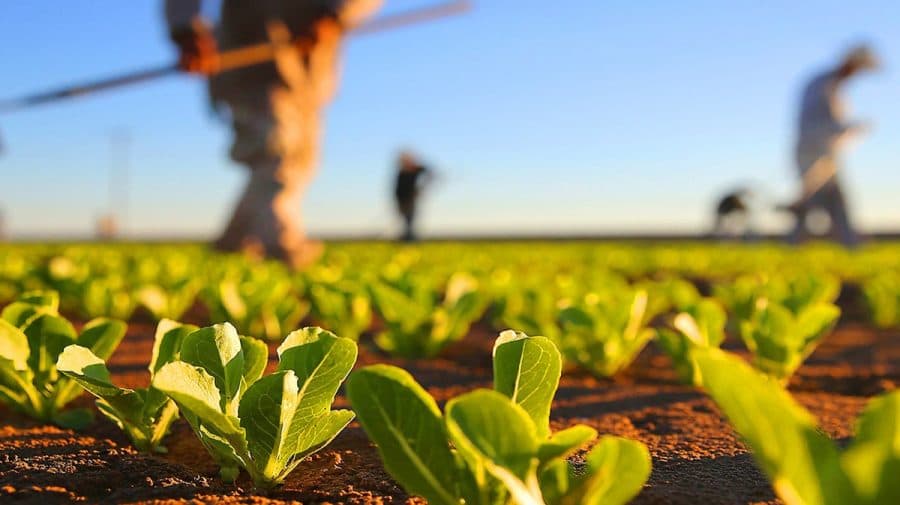 Agricultura, lider în economia tenebră: Pierderi de miliarde din cauza muncii nedeclarate