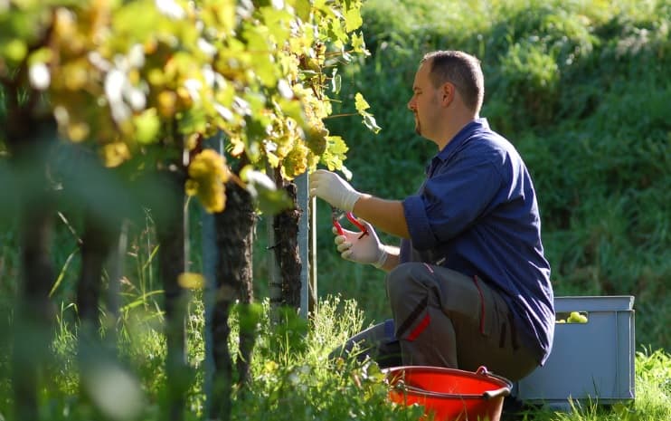 Subvenții mai mari pentru viticultori: Lista soiurilor aprobate de MAIA