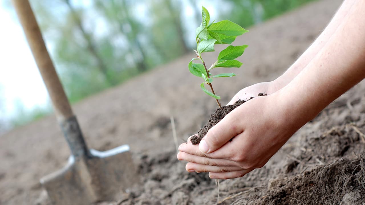Programul Național de Împădurire: Peste 20 de hectare de puieți plantate la Hiliuți