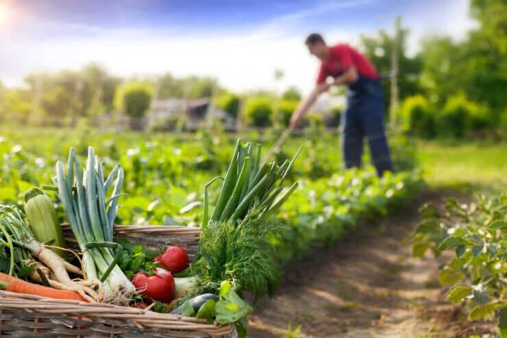 Premierul desemnat, Alexandru Munteanu, promite o agricultură modernă și competitivă prin investiții, retehnologizare și acces extins la piața europeană