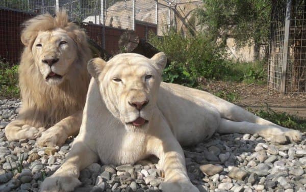 Leu alb din Grădina Zoologică Brașov, acuzat de „psihoză”