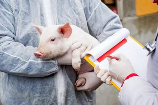 Noi focare de pestă porcină și gripă aviară identificate în mai multe raioane din Moldova