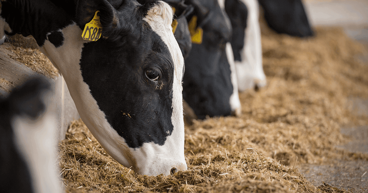 Fermierii din Căzănești au primit furaje pentru bovine. Sprijin esențial în lupta cu seceta