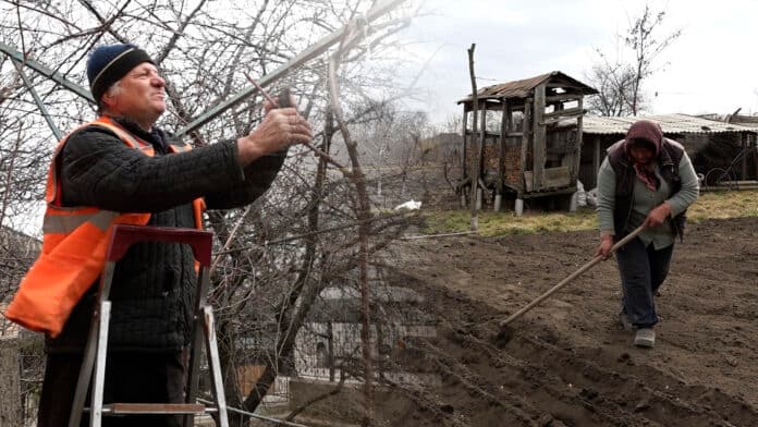 Harpacica, usturoi și morcov – primele semănături din grădinile de la nord