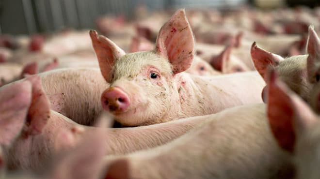 Noi focare de Pestă porcină și Rabie confirmate în Moldova