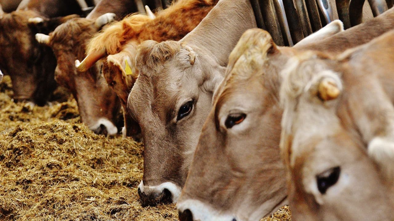 România, în alertă sanitar-veterinară: risc crescut de febră aftoasă după eliminarea controalelor vamale