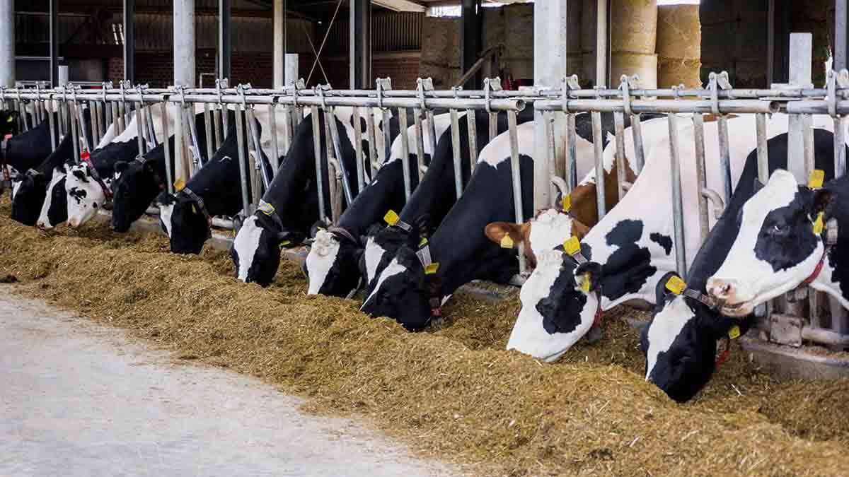 Un fermier din Anenii Noi a investit într-o fermă de vaci și produce 6 tone de lapte zilnic