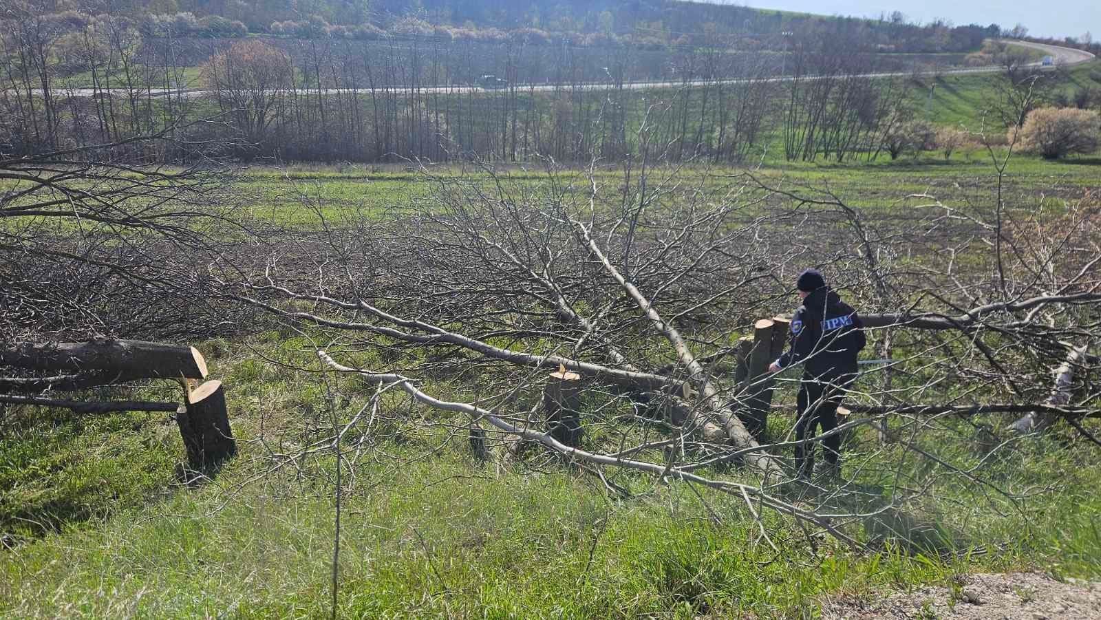 Zeci de arbori tăiați ilegal în Răuțel: Doi bărbați din Bălți amendați, prejudiciu ecologic de aproape 3.000 lei achitat