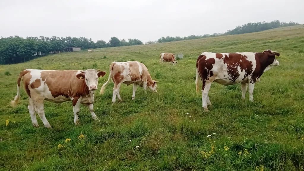 O familie din România și-a construit de la zero o fermă cu 15 vaci și trăiește doar din laptele produs