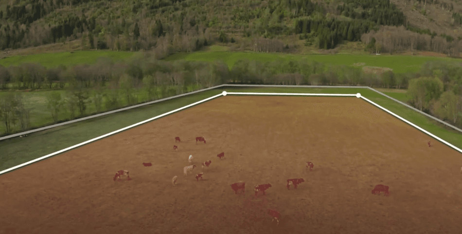 Norvegienii revoluționează agricultura: Gard virtual invizibil pentru controlul animalelor la fermă