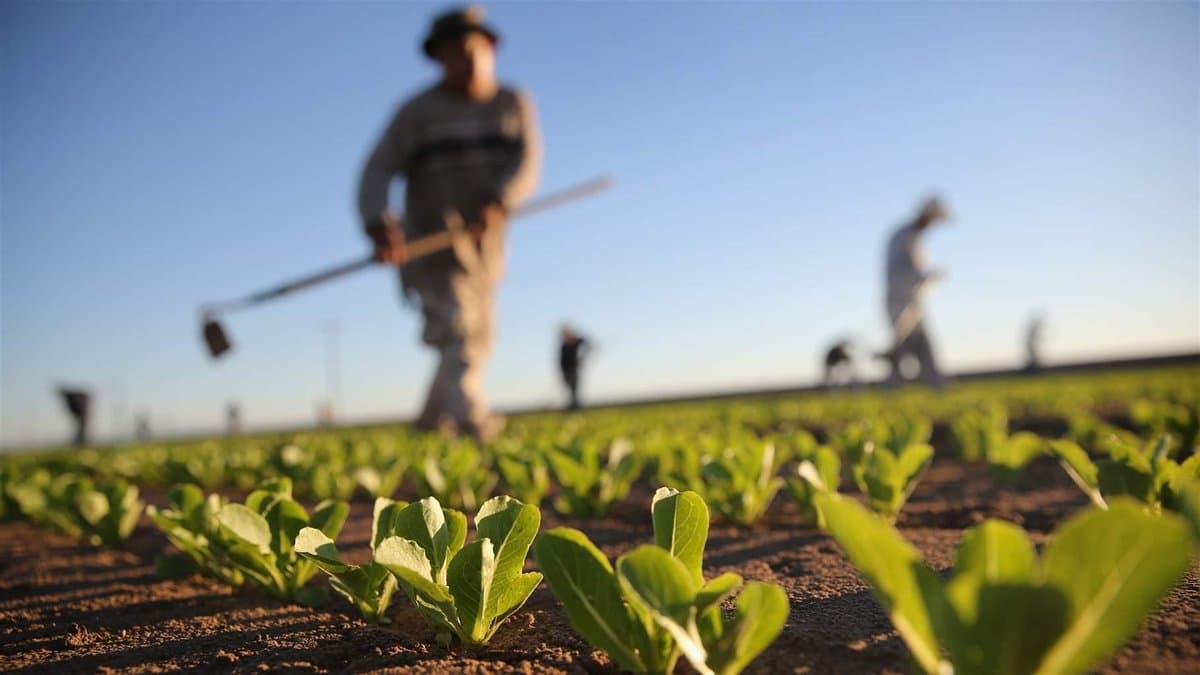 Guvernul reduce pragul pentru contribuțiile sociale compensate în agricultură