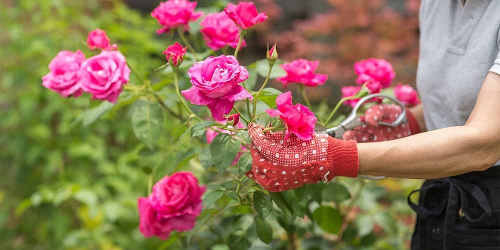 Îngrijirea corectă a trandafirilor în iulie prelungește înflorirea până în toamnă