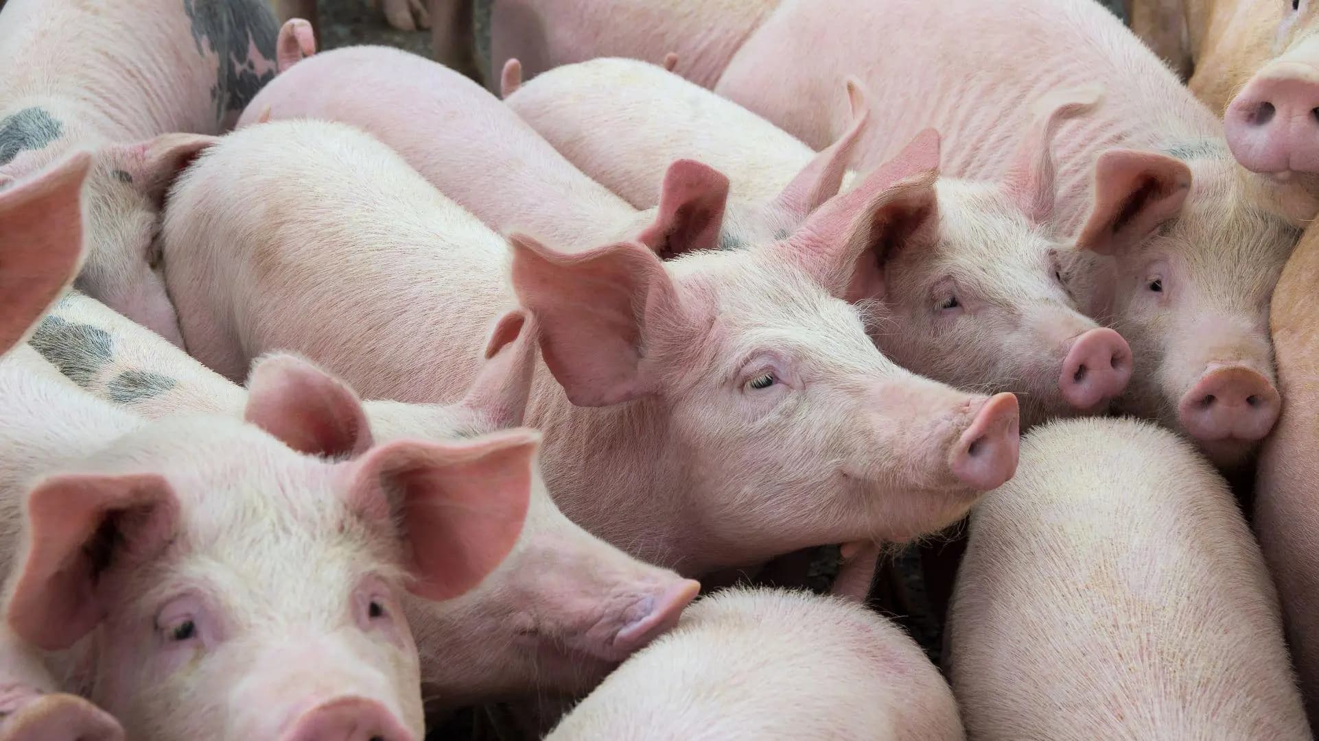 Alertă sanitară: focare de rabie și caz de pestă porcină în țară